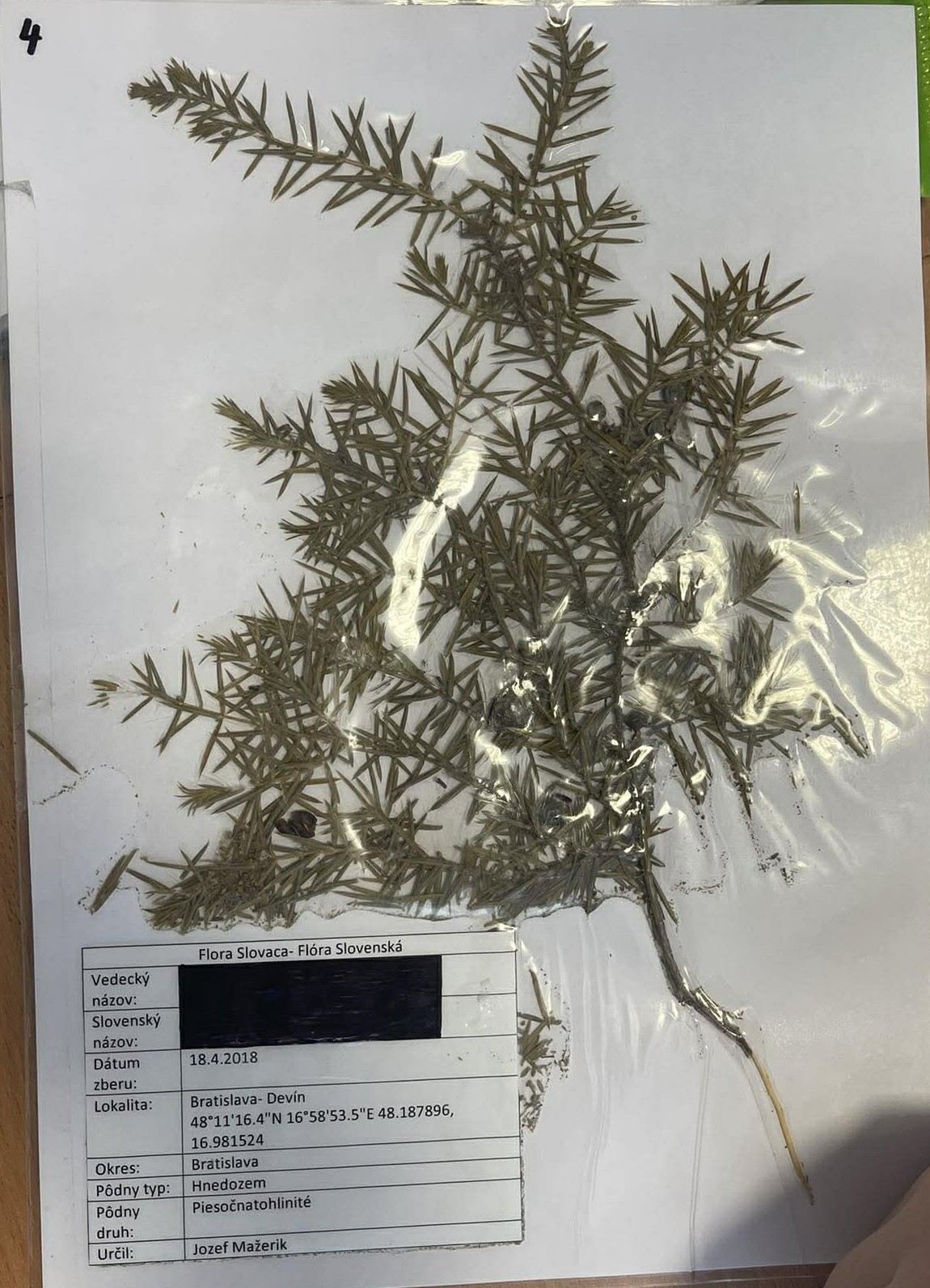Rastlina Juniperus communis